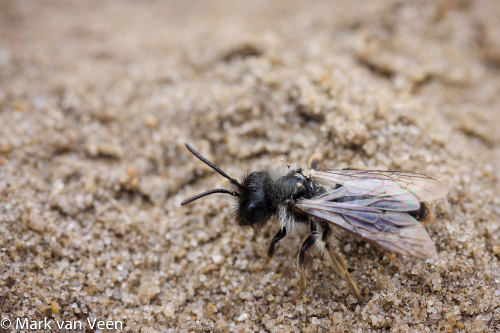 Een mannetje van de grijze zandbij nabij de nesten van de vrouwtjes.