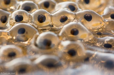 Close up van kikkerdril. De ontwikkeling van de eitjes is duidelijk zichtbaar.