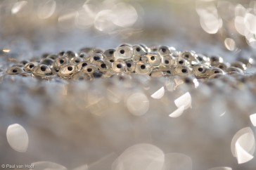 Kikkerdril gefotografeerd vanuit een zeer laag standpunt met een telelens in tegenlicht.