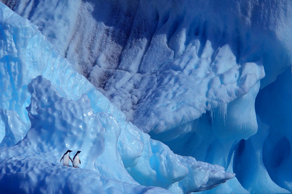 Adelië pinguïn (Antarctica)