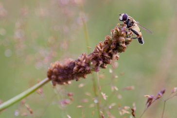 Mannetjes Citroenpendelzweefvlieg zijn te herkennen aan de breed afgeronde achterlijfspunt een een knobbel waar de voortplantingsorganen inzitten.