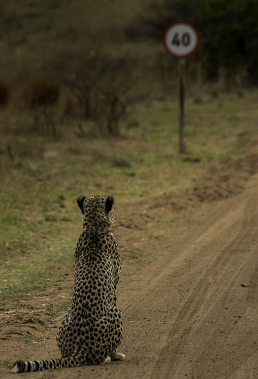 Cheetah pondering the speed limit... "Well this sucks!comedy wildlife photography 
