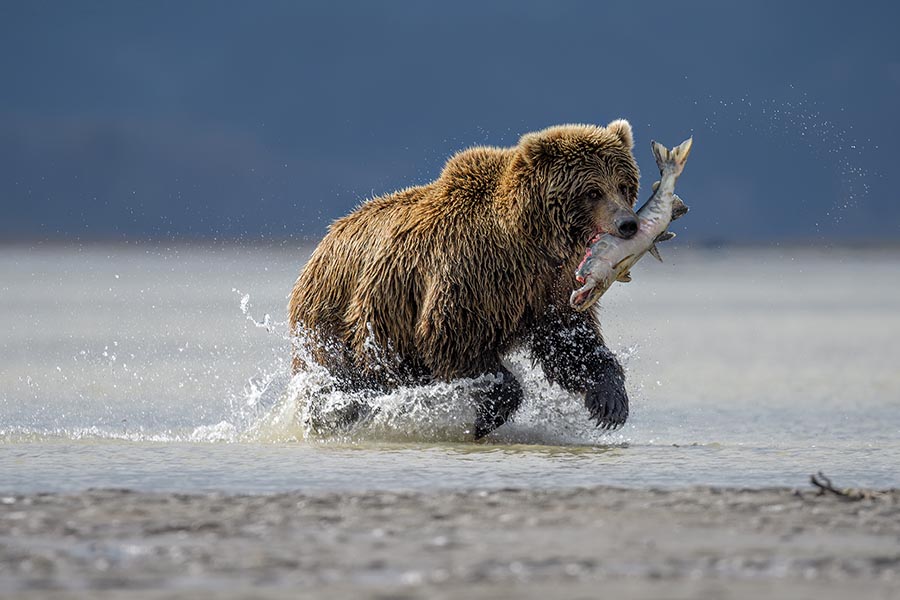 Hunting Bear