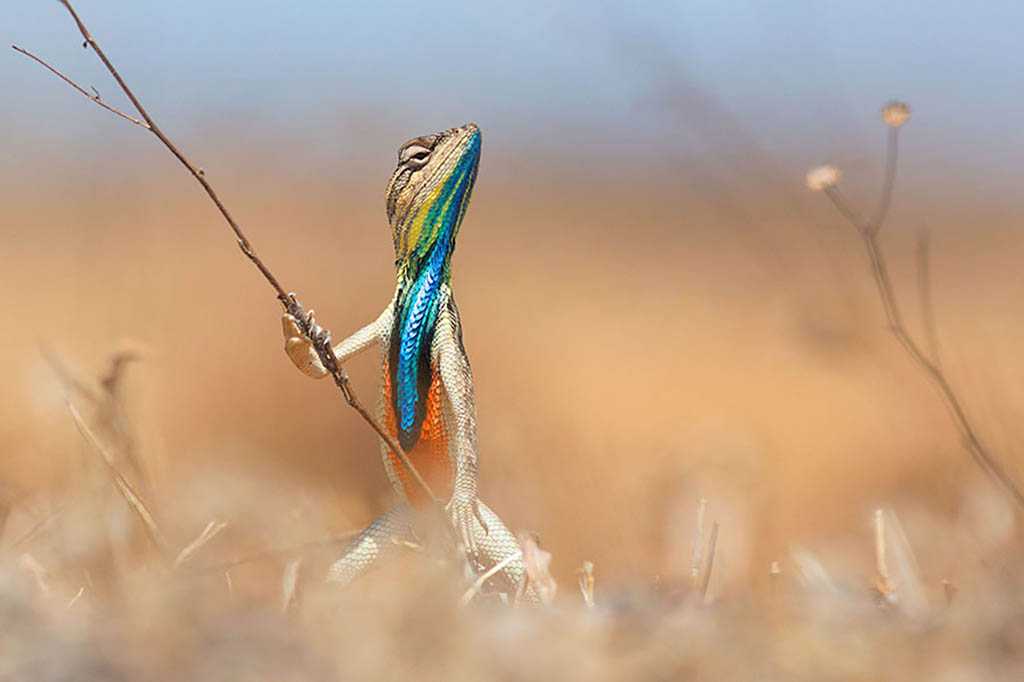 Warrior of the grassland comedy wildlife photography 