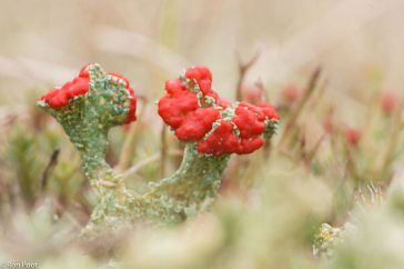 Een mooi exemplaar van de rode heidelucifer, door de vegetatie heen gefotografeerd.
