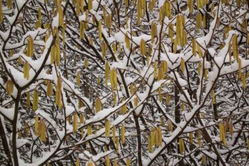 Bloeiende katjes van de hazelaar maken een mooi patroon met de sneeuw.