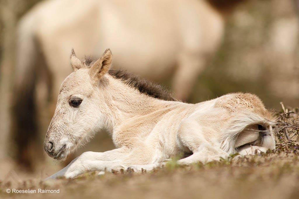 Pasgeboren Konik veulen (Equus caballus) 