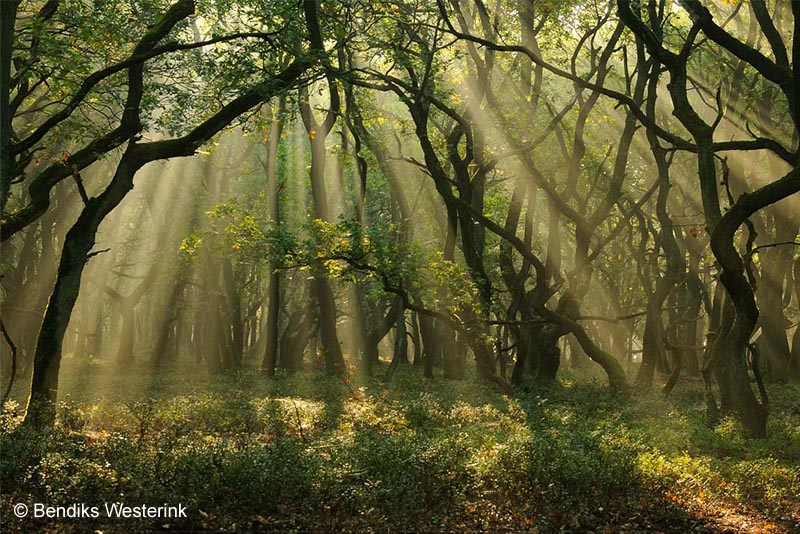 "Spoekebos"; ghost forest