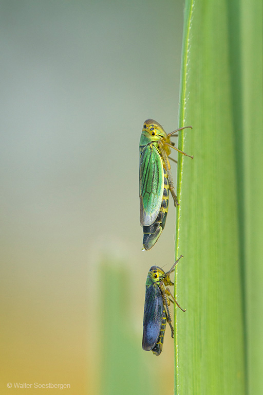 Groene Cicade man en vrouw zittend op rietblad