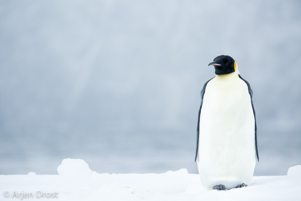 Keizerspinguin; Emperor Penguin; Aptenodytes forsteri