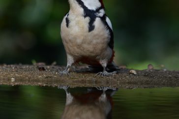 Vanuit een fotohut met een vijver kun je de drinkende vogel met spiegelbeeld mooi vastleggen.