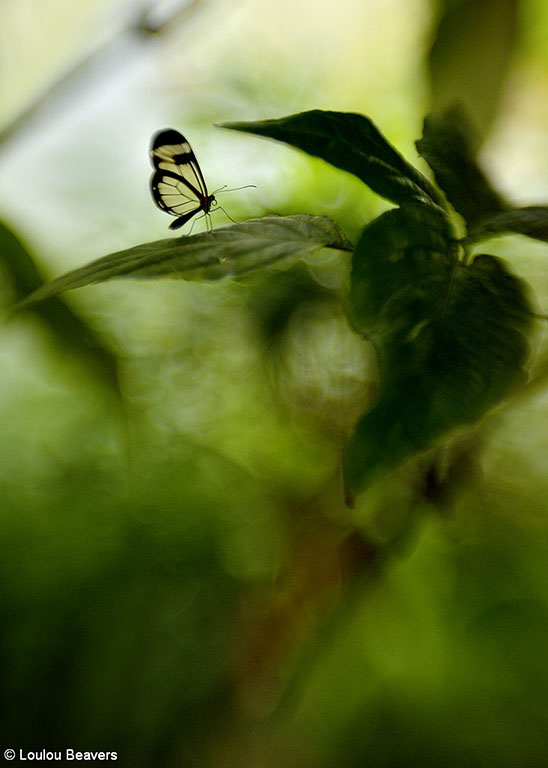 De vlindertuin