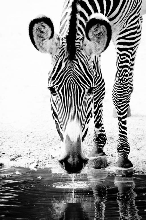Zebra in focus