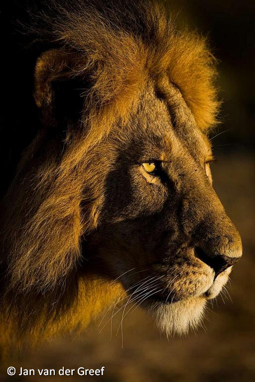 Machtige leeuw - Koning der dieren