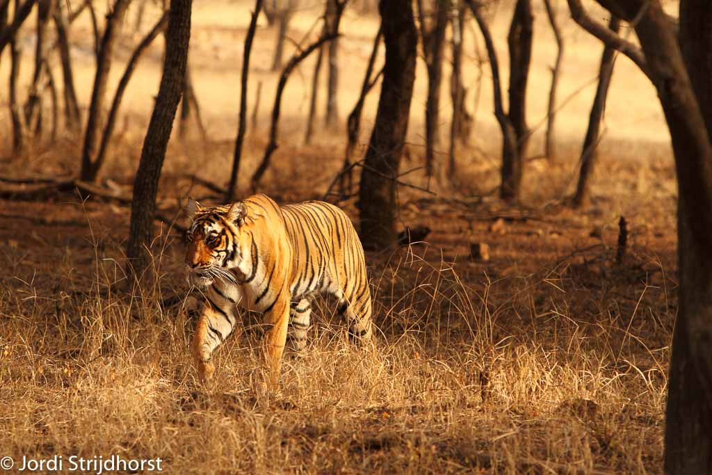 Bengaalse tijger in National park; Bengal tiger in National park