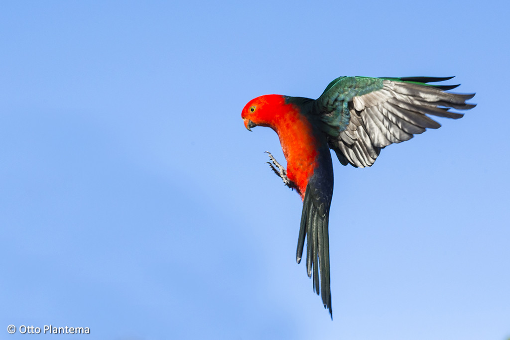 Vliegende Man Australische Koningsparkiet ;Flying Male Australian King-Parrot