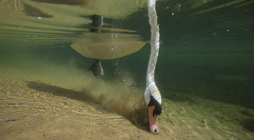 Een knobbelzwaan onder water gefotografeerd