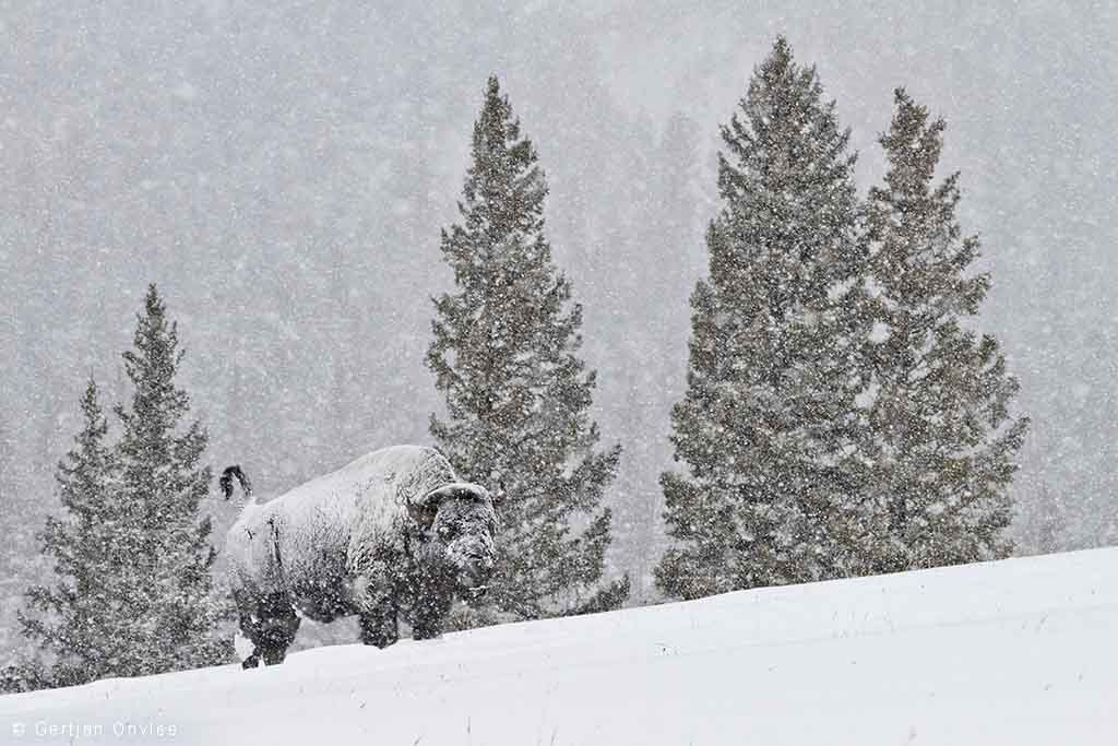 Ondergesneeuwde bizon in Yellowstone