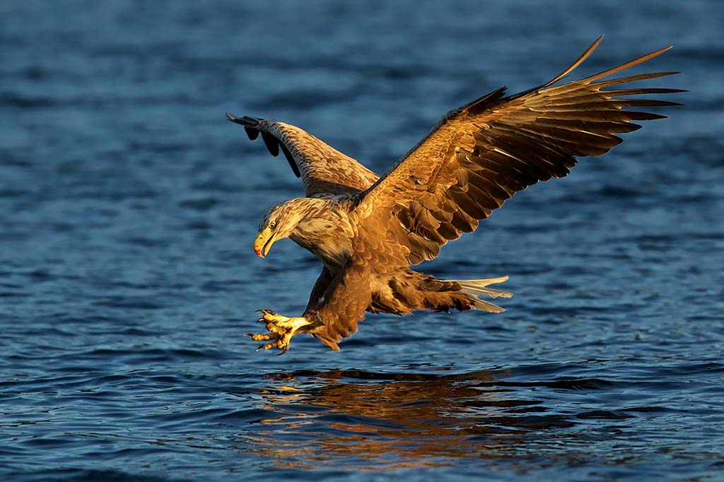 White-tailed Eagle Noorwegen