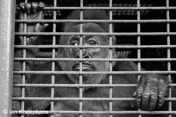Cross River Gorilla in gevangenschap