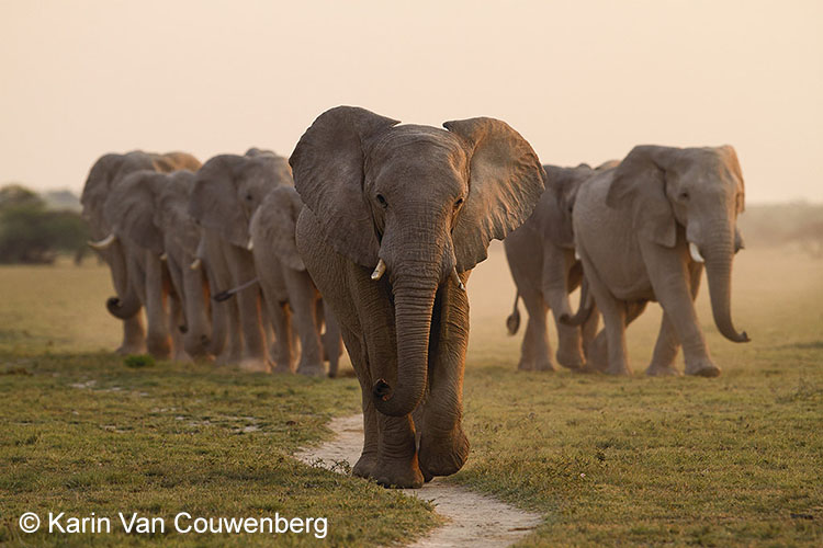 Groep olifanten - Botswana 