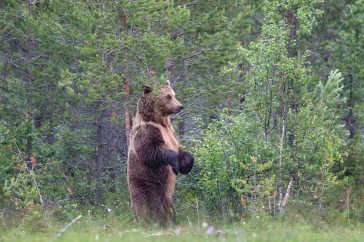 Het bestuderen van het gedrag van de beren is een belevenis op zich.