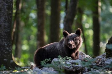 Bruine beren hebben allemaal een net iets verschillende kleur vacht waaraan je ze kunt herkennen.