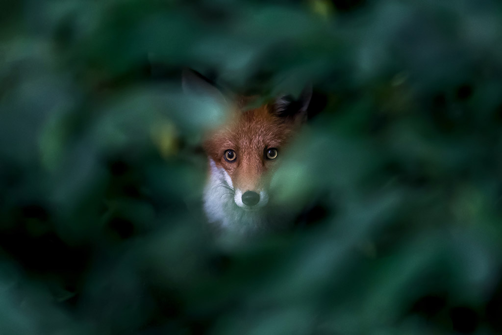 Jonge vos, starend , diep vanuit de dicht bosjes.