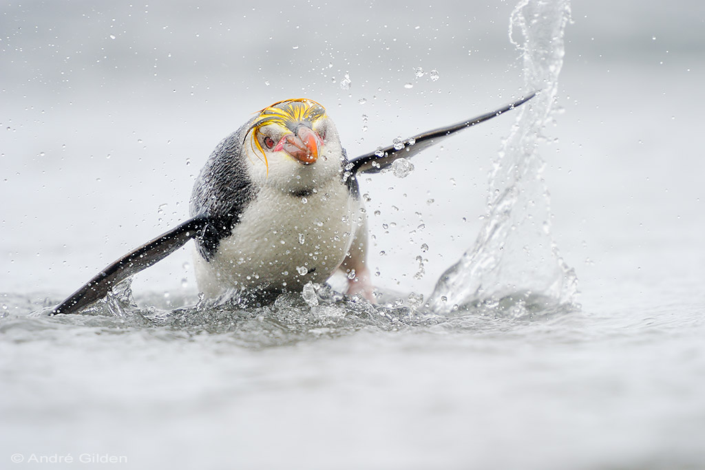 royal pinguin