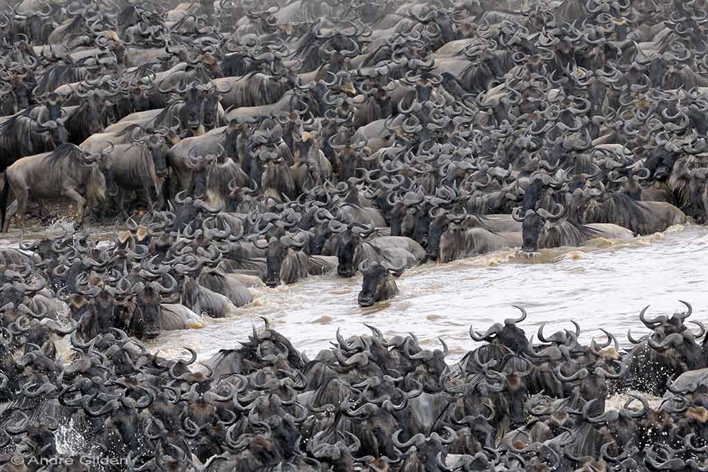 Mara oversteek wildebeesten