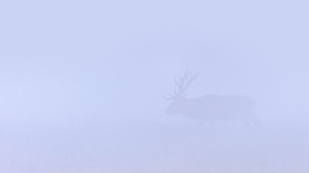 Edelhert in de mist