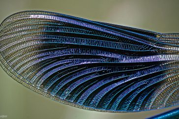 Met strijklicht worden details van de vleugel extra scherp zichtbaar.