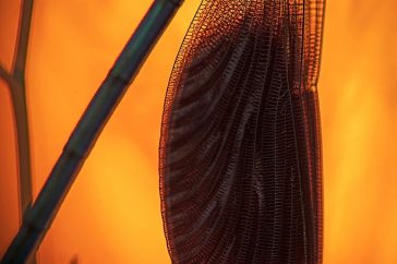 In de vroegte zitten de libellen nog stil en laten ze zich goed benaderen voor een detailfoto.