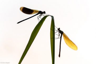 Met tegenlicht komen de contouren van de libellen goed naar voren.