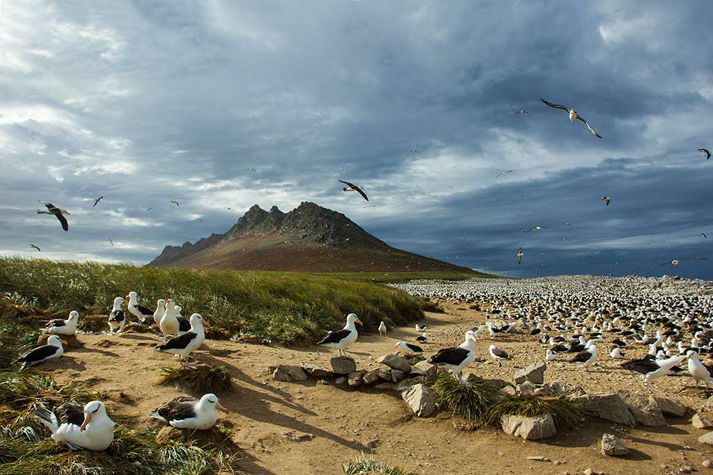 Albatros kolonie