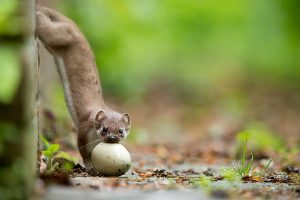 Hermelijn met een ei van een wilde eend