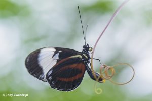 Vlinder in Orchideënhoeve Luttelgeest