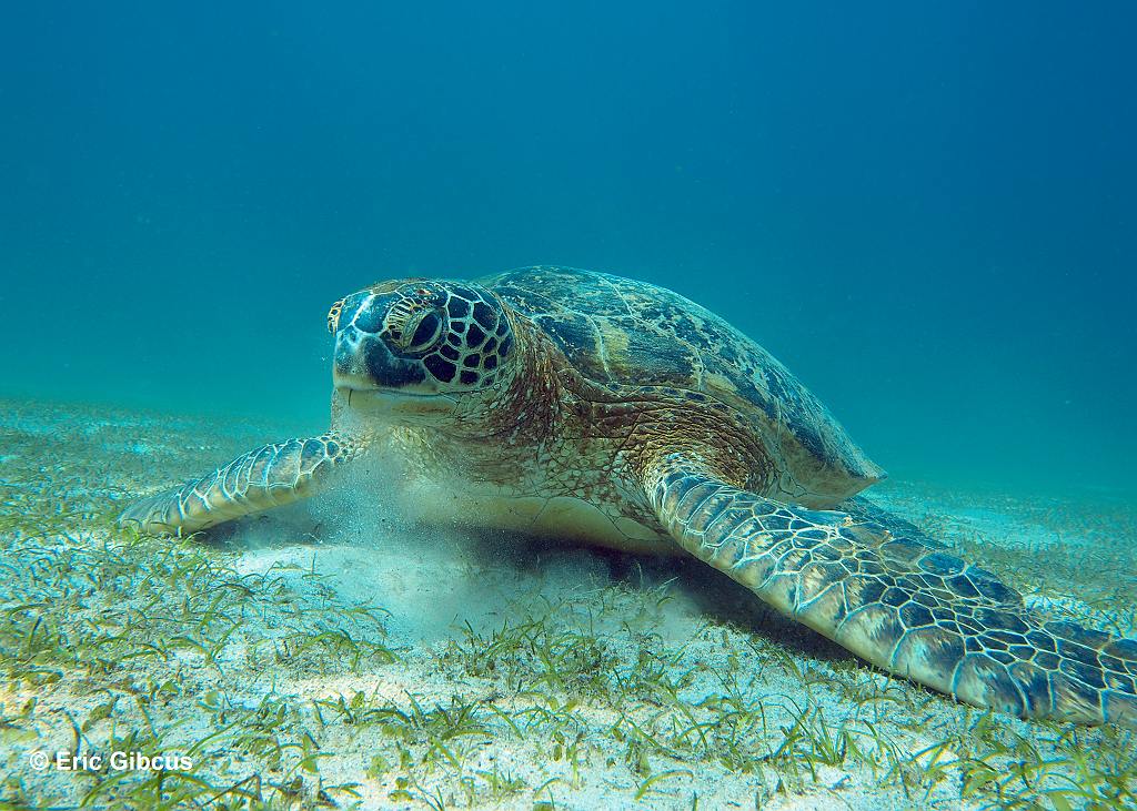 Hugo de groene zeeschildpad