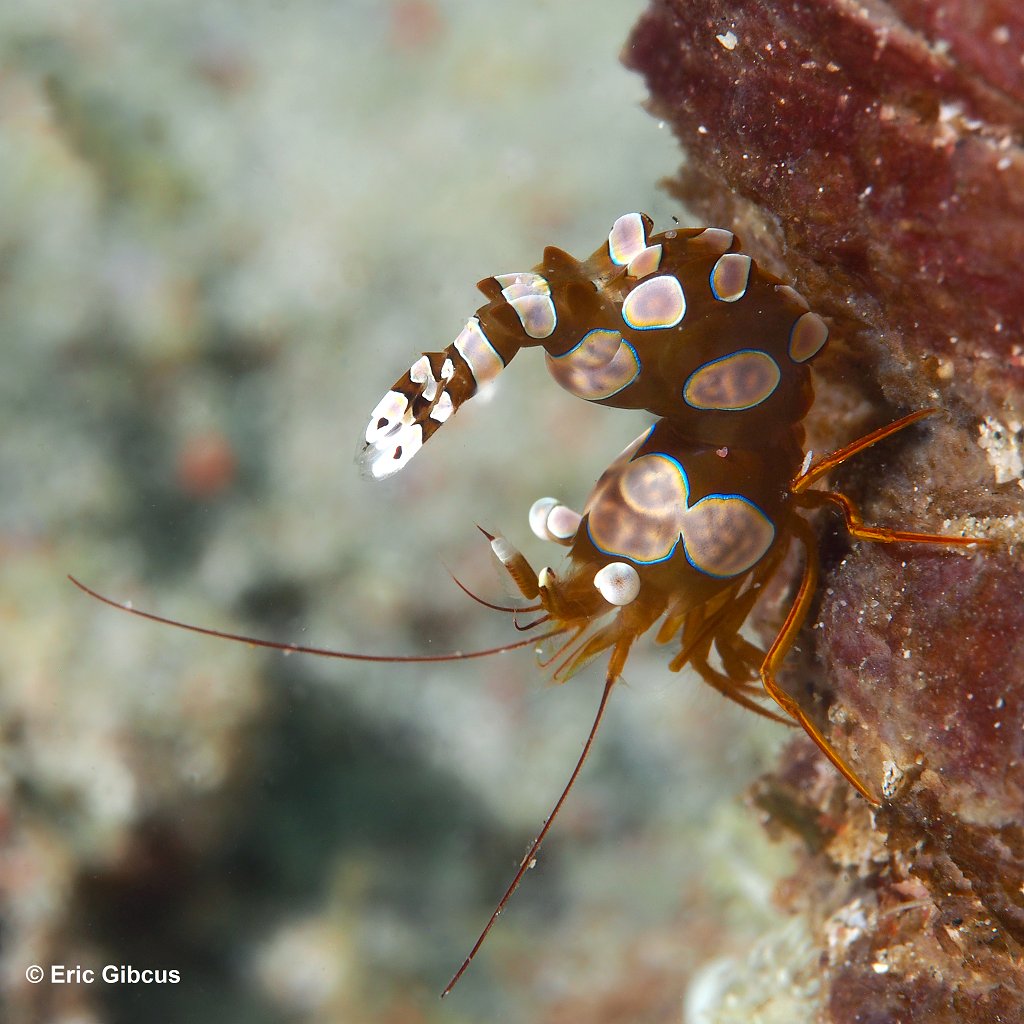 Sexy shrimp Thor amboinensis