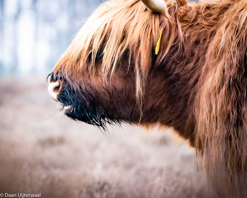 Schotse hooglander Natuurfotografie