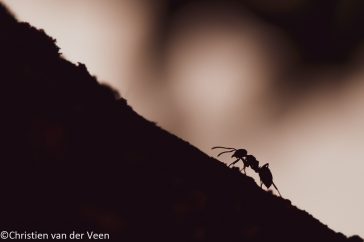 Voor deze foto heb ik een tijdje een groepje mieren geobserveerd die steeds dezelfde route in een boom namen. Omdat mieren snel zijn is het lastig fotograferen.