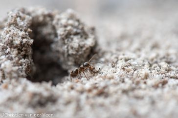 Zie je een hoopje zand tussen de tegels Dit is een nestopening van een mierennest.