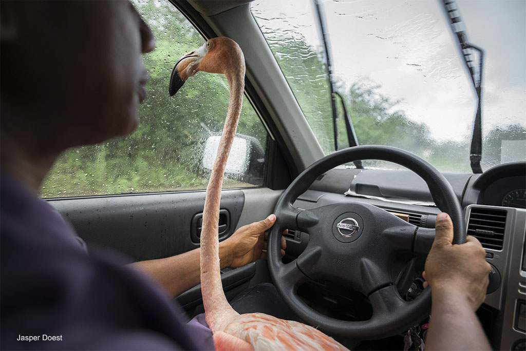 Dierenarts Odette Doest met flamingo Bob