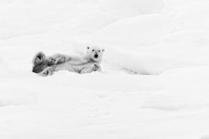 Just relax (Svalbard)