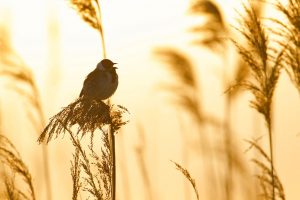 Tips voor vogelfotografie in het voorjaar