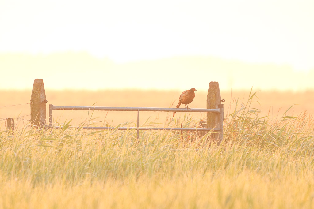 fazant op een hek