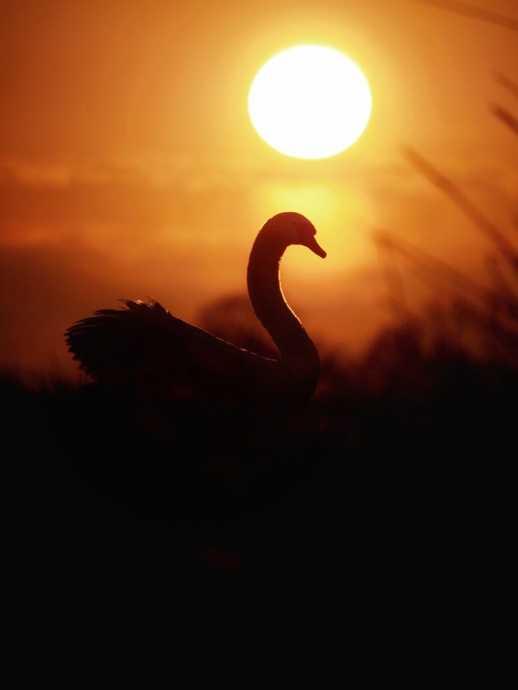 Zwaan met zonsondergang