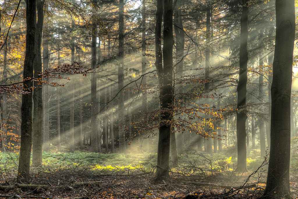 mist en zon in het bos