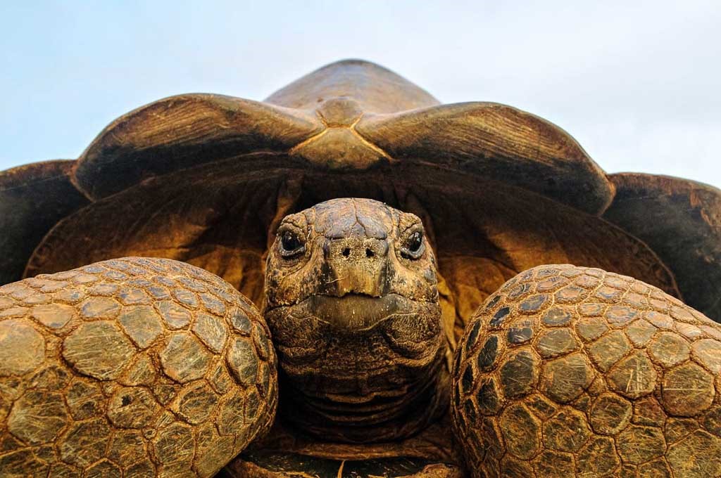 Aldabra. Fotograaf: Martin van Lokven