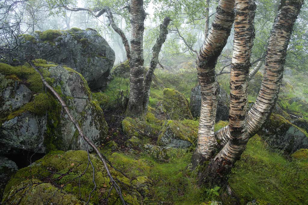 Birch and Rock